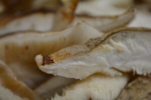 Shiitake Pilz