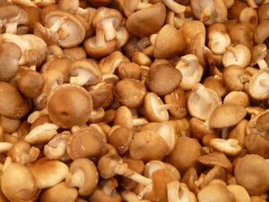 Frische Shiitake-Pilze