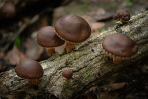 Shiitake-Pilze