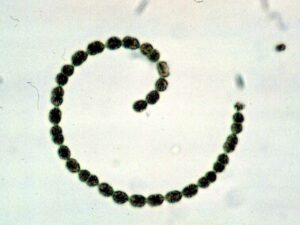 Aphanizomenon flos-aquae (AFA-Alge)