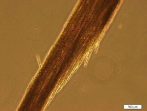 Aphanizomenon flos-aquae (AFA-Alge)