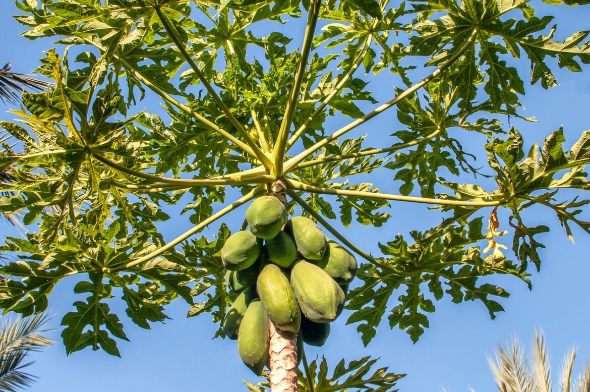 Papaya als Lebensmittel & Heilpflanze » Krank.de