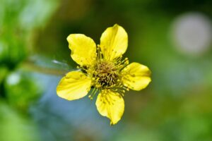Echte Nelkenwurz (Geum urbanum), Gemeine Nelkenwurz, Benediktinerkraut