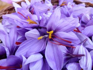 Safran (Crocus sativus)