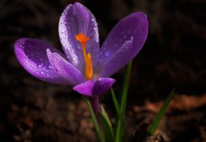 Safran (Crocus sativus)