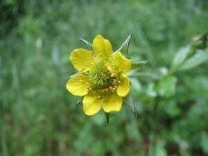 Echte Nelkenwurz (Geum urbanum), Gemeine Nelkenwurz, Benediktinerkraut