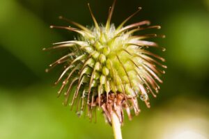 Echte Nelkenwurz (Geum urbanum), Gemeine Nelkenwurz, Benediktinerkraut