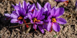 Safran (Crocus sativus)