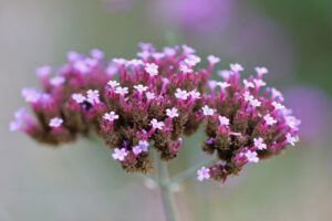 Echte Eisenkraut (Verbena officinalis)
