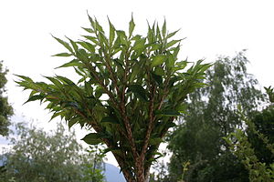 Amorphophallus konjac crown