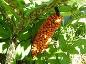 Konjakwurzel (Amorphophallus konjac)
