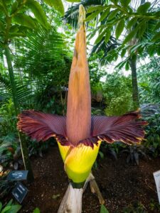 Titanwurz (Amorphophallus titanum)