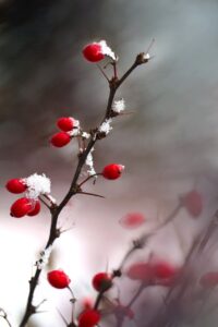 Gewöhnliche Berberitze (Berberis vulgaris)