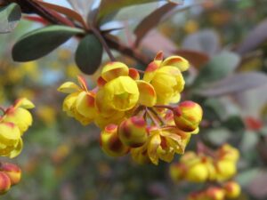 Gewöhnliche Berberitze (Berberis vulgaris)