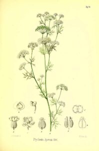Ajowan (Trachyspermum ammi)