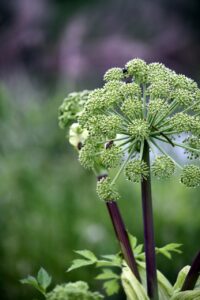 Ajowan (Trachyspermum ammi) 