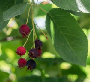 Filzige Apfelbeere (Aronia arbutifolia)