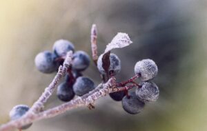 Apfelbeeren (Aronia)