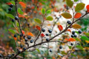 Apfelbeeren (Aronia), Aronia × prunifolia