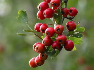 Apfelbeeren (Aronia)