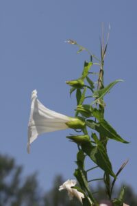 Ackerwinde (Convolvulus arvensis)