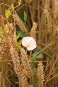 Ackerwinde (Convolvulus arvensis)