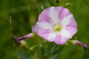 Ackerwinde (Convolvulus arvensis)
