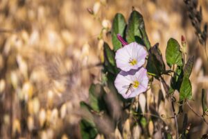 Ackerwinde (Convolvulus arvensis)