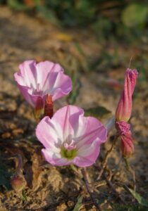 Ackerwinde (Convolvulus arvensis)