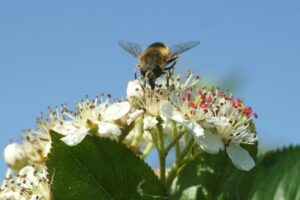 Apfelbeeren Blüte (Aronia)
