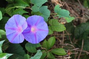 Ackerwinde (Convolvulus arvensis)
