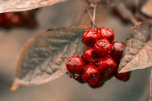 Apfelbeeren (Aronia)