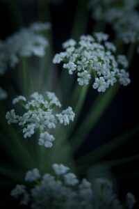 Ajowan (Trachyspermum ammi)