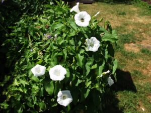 Zaunwinde (Calystegia sepium)